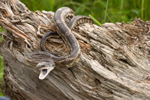 Texas rat snake, Elaphe obsoleta lindheimerii Texas rat snake, Elaphe obsoleta lindheimerii