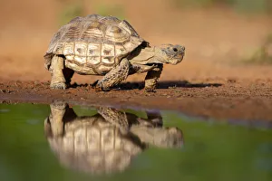 Texas Tortoise (Gopherus berlandieri) walking Texas Tortoise (Gopherus berlandieri) walking
