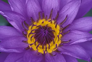 Thailand, Bangkok, Purple and yellow lotus flower Thailand, Bangkok, Purple and yellow lotus flower