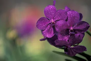 Thailand, Northern Thailand, near Chang Mai, Mae Sa Valley, Orchid Thailand, Northern Thailand, near Chang Mai, Mae Sa Valley, Orchid
