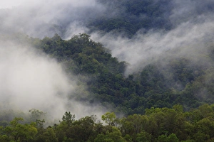 Thick cloud covers the tropical rainforest covered mountains that surround Cairns Thick cloud covers the tropical rainforest covered mountains that surround Cairns