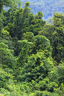 Thick, tropical rainforest covered mountains surround the Babinda Boulders, an hour's Thick, tropical rainforest covered mountains surround the Babinda Boulders, an hour's