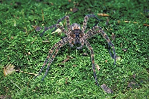 Arachnid Photography Prints: Thin-legged Wolf Spider (Pardosa sp)