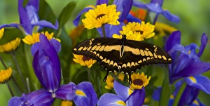 Thoas Swallowtail Butterfly, Papilo thoas male Thoas Swallowtail Butterfly, Papilo thoas male