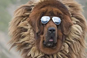 Tibetan Mastiff Wearing Sunglasses Print, Tibet, Art Prints