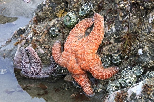 Tidal beach with sea stars. Olympic National Park, Washington, US Tidal beach with sea stars. Olympic National Park, Washington, US