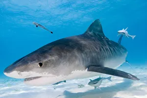 Tiger Sharks (Galeocerdo cuvier) Northern Bahamas Tiger Sharks (Galeocerdo cuvier) Northern Bahamas