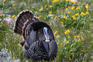 Tom turkey in breeding plumage in Great Basin National Park, Nevada, USA Tom turkey in breeding plumage in Great Basin National Park, Nevada, USA