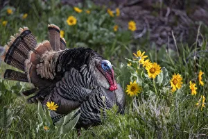 Tom turkey in breeding plumage in Great Basin National Park, Nevada, USA Tom turkey in breeding plumage in Great Basin National Park, Nevada, USA