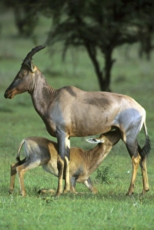 Topi, (Damaliscus lunatus), mother nursing baby, Masai Mara Reserve, Kenya Topi, (Damaliscus lunatus), mother nursing baby, Masai Mara Reserve, Kenya