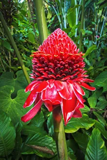 Torch ginger at Hawaii Tropical Botanical Garden, Hamakua Coast, Big Island, Hawaii, USA Torch ginger at Hawaii Tropical Botanical Garden, Hamakua Coast, Big Island, Hawaii, USA