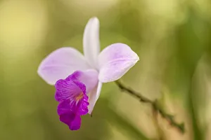 Tortuguero National Park, Costa Rica. Wild orchid growing around the Pachira Lodge Tortuguero National Park, Costa Rica. Wild orchid growing around the Pachira Lodge