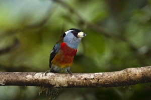 Toucan Barbet (Semnornis ramphastinus) Mindo Cloud Forest West slope of Andes Toucan Barbet (Semnornis ramphastinus) Mindo Cloud Forest West slope of Andes