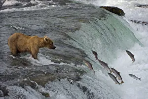 Tourists photographing Brown Bear catching salmon at Brooks Falls, Katmai National Park Tourists photographing Brown Bear catching salmon at Brooks Falls, Katmai National Park