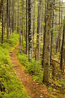 A trail around Ammonoosuc Lake in New Hampshires White Mountain National Forest A trail around Ammonoosuc Lake in New Hampshires White Mountain National Forest