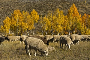Trailing of the Sheep Festival; autumn; Ketchum; Idaho; USA Trailing of the Sheep Festival; autumn; Ketchum; Idaho; USA
