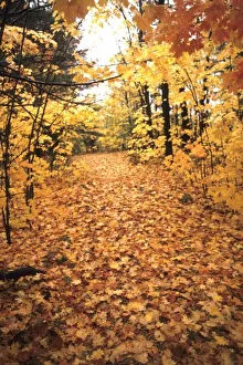 Fall Foliage In USA Prints: Tranquil Road with