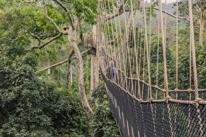 Traversing the 7 bridges high in the canopy of Kakum National Forest Traversing the 7 bridges high in the canopy of Kakum National Forest