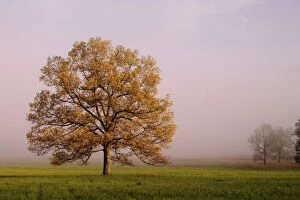 Images Dated 26th April 2004: Tree in foggy meadow Cades Cove Great Smoky Mountains N. P. TN Tree in foggy
