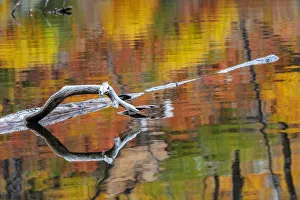 Tree limb and colorful autumn reflection on Lost Lake in Glacier National Park, Montana Tree limb and colorful autumn reflection on Lost Lake in Glacier National Park, Montana