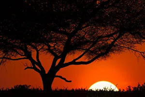 Tree silhouetted at sunset on the vast plains of Serengeti National Park, Tanzania Tree silhouetted at sunset on the vast plains of Serengeti National Park, Tanzania