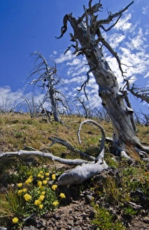 Tree Skeleton and Wildlfowers on the Mt. Sheridan Trail, Yellowstone backcountry Tree Skeleton and Wildlfowers on the Mt. Sheridan Trail, Yellowstone backcountry