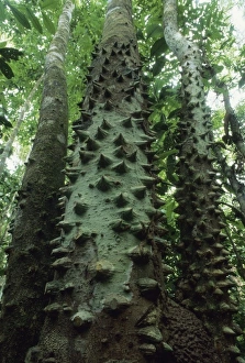 Tree with spiny trunk (Zanthoxylum sp.) Corcovado National Park, Costa Rica Tree with spiny trunk (Zanthoxylum sp.) Corcovado National Park, Costa Rica