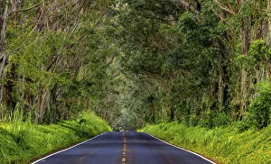 Tree tunnel of Eucalyptus trees line Maliuhi Road near Koloa in Kauai, Hawaii, USA