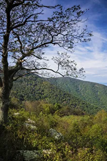 Trees along Blue Ridge Parkway, Smoky Mountains, USA Trees along Blue Ridge Parkway, Smoky Mountains, USA
