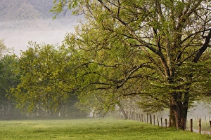 Trees along fence at sunrise, Cades Cove, Great Smoky Mountains National Park, TN Trees along fence at sunrise, Cades Cove, Great Smoky Mountains National Park, TN