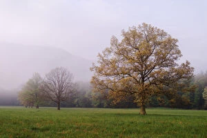 Images Dated 26th April 2004: Trees in foggy meadow Cades Cove Great Smoky Mountains N. P. TN