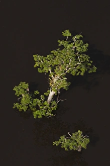 Trees growing in the lagoons of Cuyabeno Reserve. Cuyabeno contains large tracts Trees growing in the lagoons of Cuyabeno Reserve. Cuyabeno contains large tracts