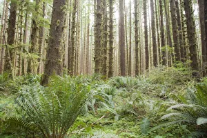 Trees in the Hoh Olympic National Park, Washington State Trees in the Hoh Olympic National Park, Washington State