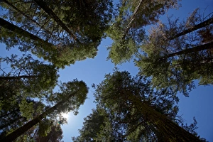 Trees at Tuolumne Sequoia Grove, near Crane Flat, Yosemite National Park, California, USA Trees at Tuolumne Sequoia Grove, near Crane Flat, Yosemite National Park, California, USA