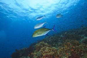 Trevaly Jacks patrolling a colorful reef top near Beqa Island off Southern Viti Levu Trevaly Jacks patrolling a colorful reef top near Beqa Island off Southern Viti Levu