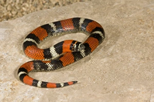 Tri Color Hognose Snake Lystrophis semicinctus Native to Argentina Tri Color Hognose Snake Lystrophis semicinctus Native to Argentina