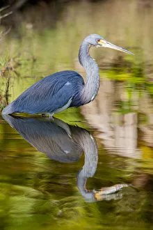 A tri-colored heron in breeding plumage, wades in shallow water, resting A tri-colored heron in breeding plumage, wades in shallow water, resting