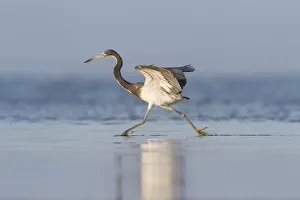 Tri-colored Heron (Egretta tricolor) feeding in saline wetland Tri-colored Heron (Egretta tricolor) feeding in saline wetland