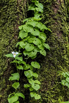 Trillium and Lady of the Valley grow on douglas fir tree in Olympic National Park Trillium and Lady of the Valley grow on douglas fir tree in Olympic National Park