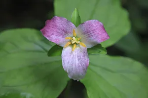 The trillium is a perennial flowering plant native to temperate regions of North America and Asia The trillium is a perennial flowering plant native to temperate regions of North America and Asia