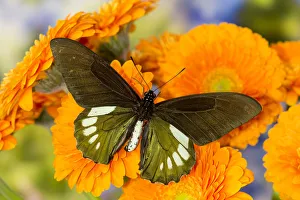 Tropical butterfly, Battus madyes, on orange gerber daisy Tropical butterfly, Battus madyes, on orange gerber daisy