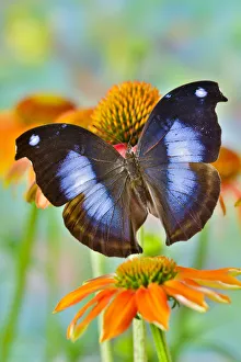 Tropical butterfly, Napocles jucunda, on orange coneflowers Tropical butterfly, Napocles jucunda, on orange coneflowers