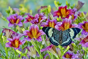 Tropical butterfly, Panacea procilla, on group of painted tongue flowers Tropical butterfly, Panacea procilla, on group of painted tongue flowers