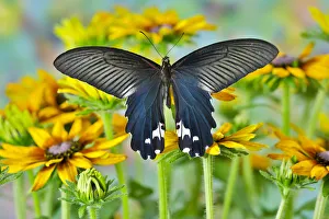 Tropical butterfly, Papilio alcemenor f. leucoclis, on hirta daisies Tropical butterfly, Papilio alcemenor f. leucoclis, on hirta daisies