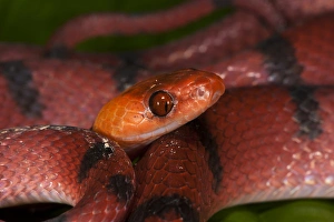 Tropical Flat Snake (Siphlophis compressus), Yasuni National Park, Amazon Rainforest, ECUADOR Tropical Flat Snake (Siphlophis compressus), Yasuni National Park, Amazon Rainforest, ECUADOR