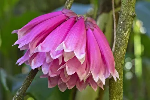 Tropical flower in Hawaii Botanical Garden, Big Island, Hawaii Tropical flower in Hawaii Botanical Garden, Big Island, Hawaii