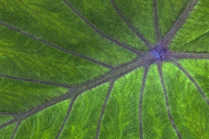 Tropical Leaf Pattern Prints: Tropical leaf pattern