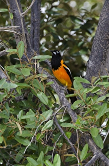 Troupial (Icterus icterus) BONAIRE, Netherlands Antilles, Caribbean Troupial (Icterus icterus) BONAIRE, Netherlands Antilles, Caribbean