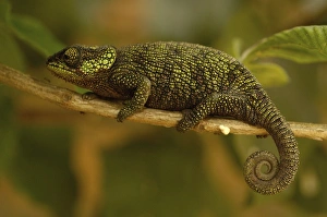 True Chameleon (Calumma hilleniusi). Madagascar, Africa True Chameleon (Calumma hilleniusi). Madagascar, Africa