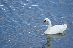 A Trumpeter Swan, (Cygnus buccinator) swimming in the Vltava River, Prague, Capital city of Czech A Trumpeter Swan, (Cygnus buccinator) swimming in the Vltava River, Prague, Capital city of Czech